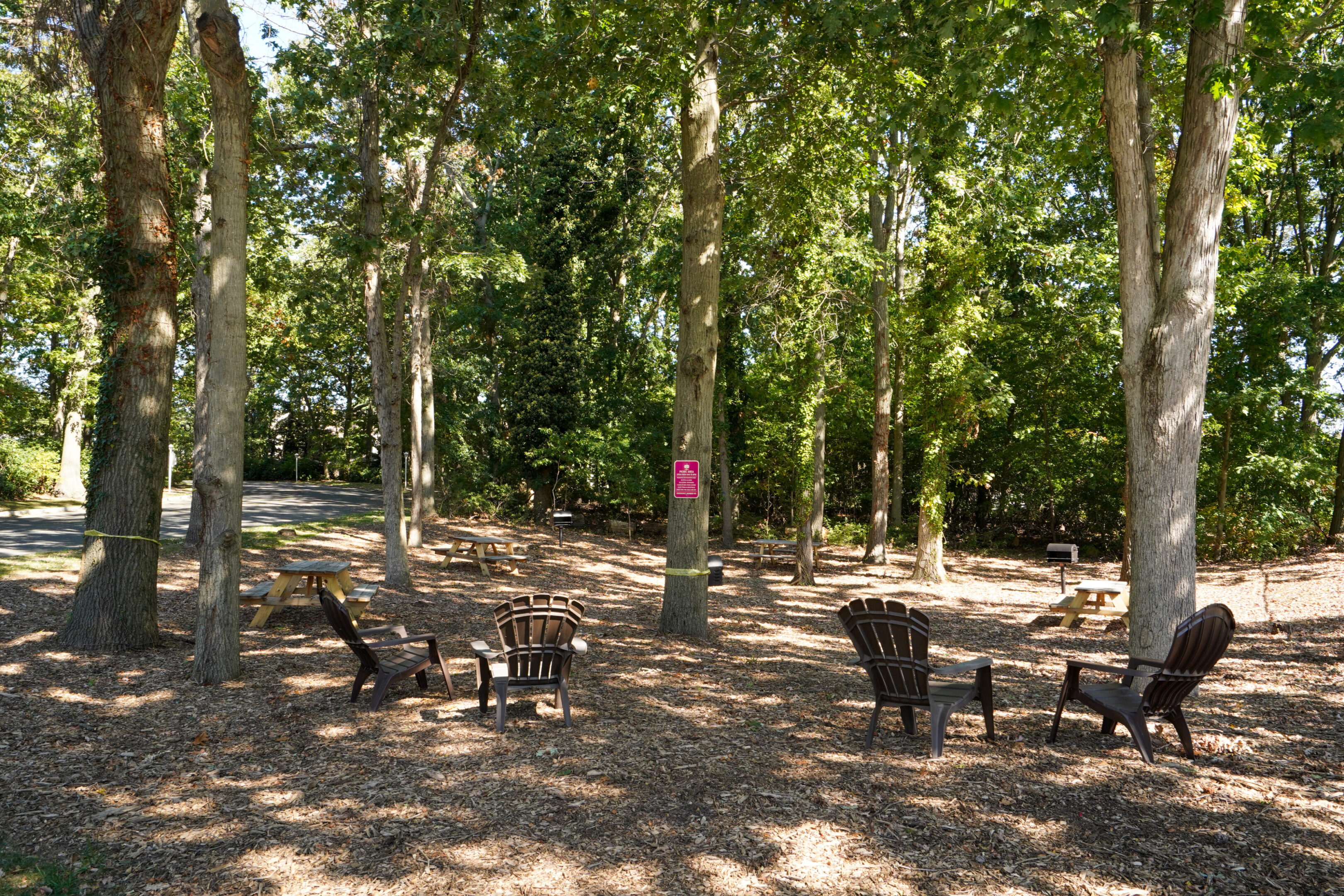 A group of chairs in the middle of some trees